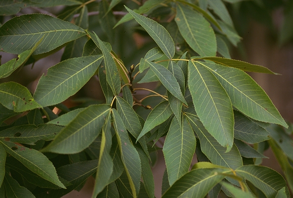 {Carya carolinae-septentrionalis}